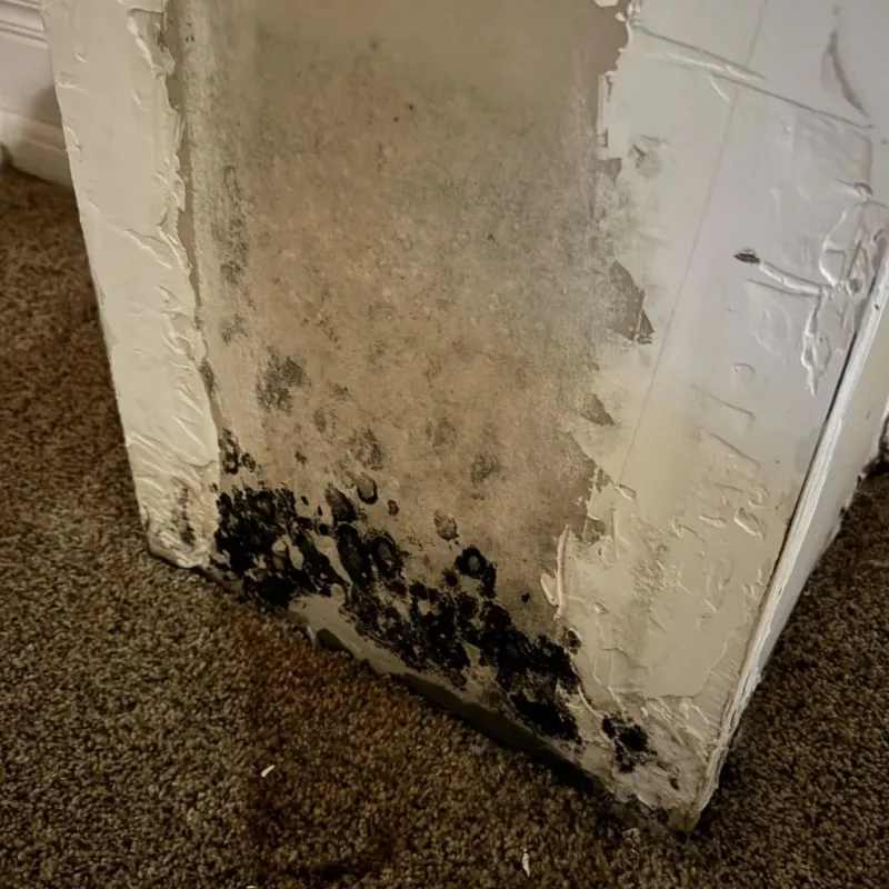 Professional Mold Removal in Beeville, TX